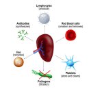 가비장의 이미지