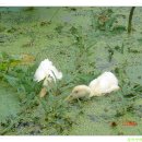 회산백련지 이미지