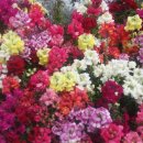 수고한 나에게 주는 , 꽃 이미지