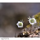 바람꽃 Daum카페