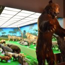 계룡산자연사박물관 이미지