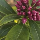 꽃봉우리 이미지