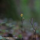 노랑제주 이미지