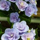 포지(POSY)