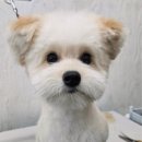 뽀독뽀독 | 성남애견미용 잘하는 곳! 대형견도 OK! ‘뽀독뽀독’ 분당구애견미용 후기