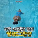 땡큐애견 | 가평 애견동반 수영장 펜션 땡큐도그펜션에서 반려견과 여름휴가 솔직후기