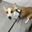 블레스동물메디컬센터 이미지