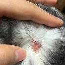 성일동물병원 이미지