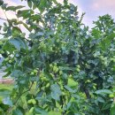 어슬렁대추정원 이미지