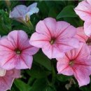 ◎看法 513...재일교포 사업가 이미지