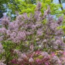 수수꽃다리 이미지