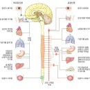 자율신경[ autonomicnerve, 自律神經 ] 이미지