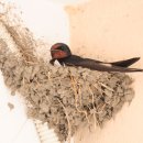 벌떼둥지 이미지