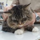 따스한 동물병원 이미지