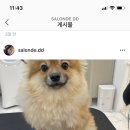 살롱드댕댕 이미지