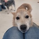 더누리개 이미지