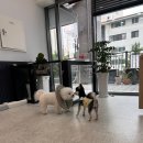 펫 달:리(Pet Dal:Li) 네이버블로그