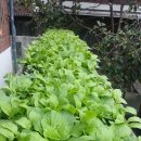 삼영 농장 이미지