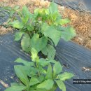 인영농장 이미지