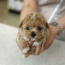 개린이집 강아지분양 고양이분양 전주본점 이미지