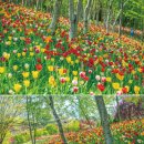 피나클랜드 이미지