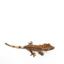 대구곤충마트 이미지