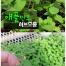 민트의정원