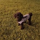 바우하우스 105 이미지