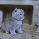 행운켄넬 | 청량리고양이분양 후기 믿을 수 있는 곳에서 만난 소중한 인연