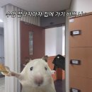 호호 이미지