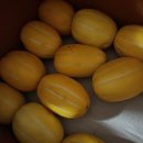 성주푸드 | 못난이 참외 괜찮을까? 성주참외 10kg 솔직 후기 (faet. 쿠팡 가성비 구매)