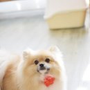 차차펫살롱 이미지