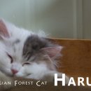 고양이 하루 이미지