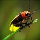 반딧불이 이미지