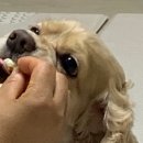 일편댕심 네이버블로그