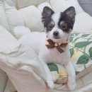 스담멍스 이미지