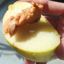 피넛푸드 | [푸드] 뚜레쥬르 땅콩잼 '피넛버터(크리미, 크런치)' 후기(가격/칼로리/내돈내산)