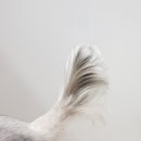 이쁘개 이쁘개 이미지