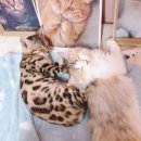 고양이 주택 이미지