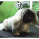 룰루 애견샵 이미지