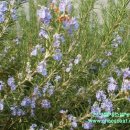 한아름농원 이미지