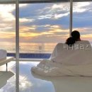 비다펠리즈 네이버블로그