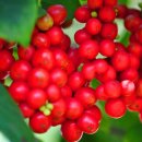 건강한 약초 이미지