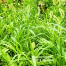 강아지풀 이미지