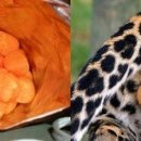 치토스
