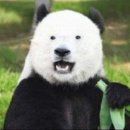 팬더 - 안양시 만안구 양화로115번길 13 | 팬더