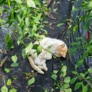 현서농장 이미지