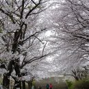 벚꽃주택 이미지