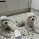 베프 바이오 이미지