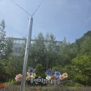 향기로운나무 | 용인 자작나무숲 수국축제 후기｜입장료 운영시간 베툴라 베이커리 카페까지